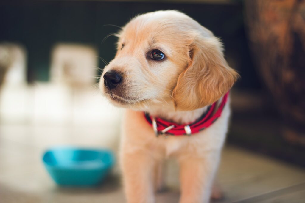 cual es la comida mas barata para perros