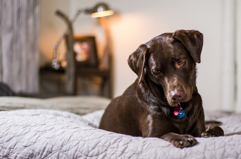 porque los perros destruyen su cama