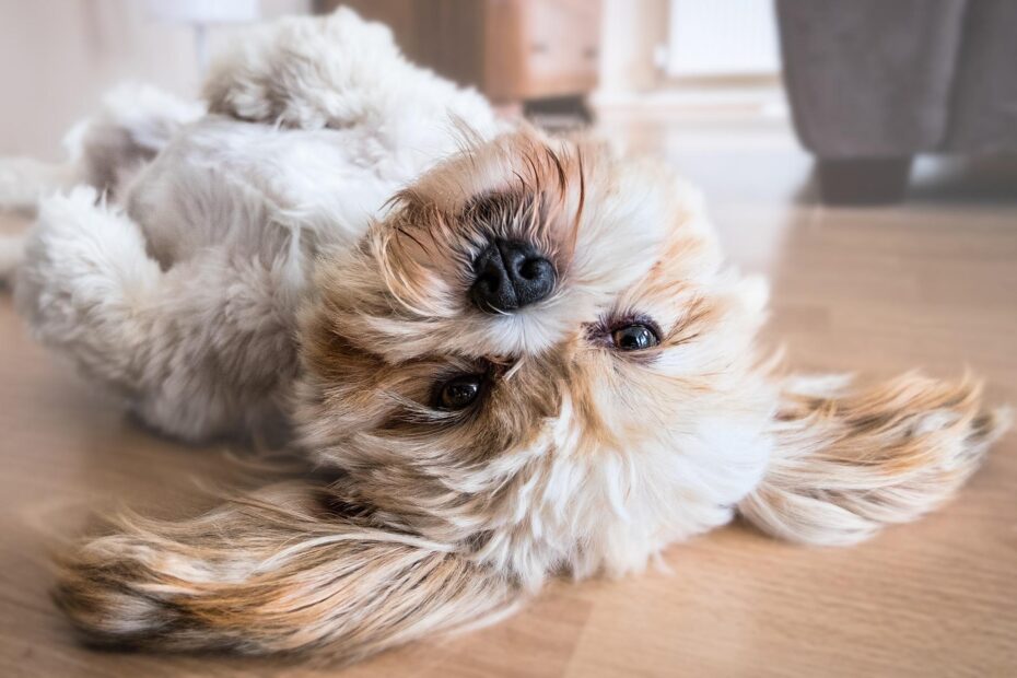 Consejos sobre la comida casera para perros