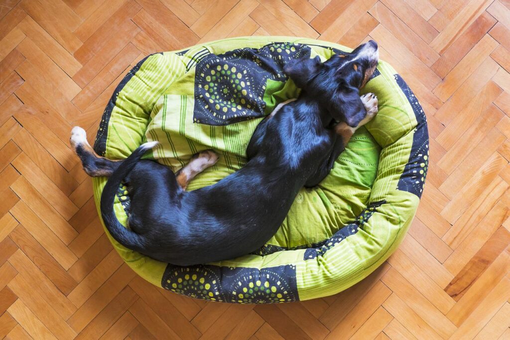 perro destroza su cama