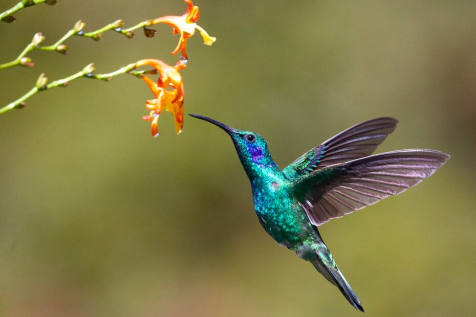 comida para aves