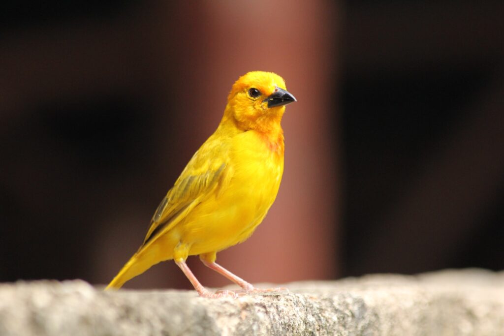 mascotas faciles de cuidar en casa