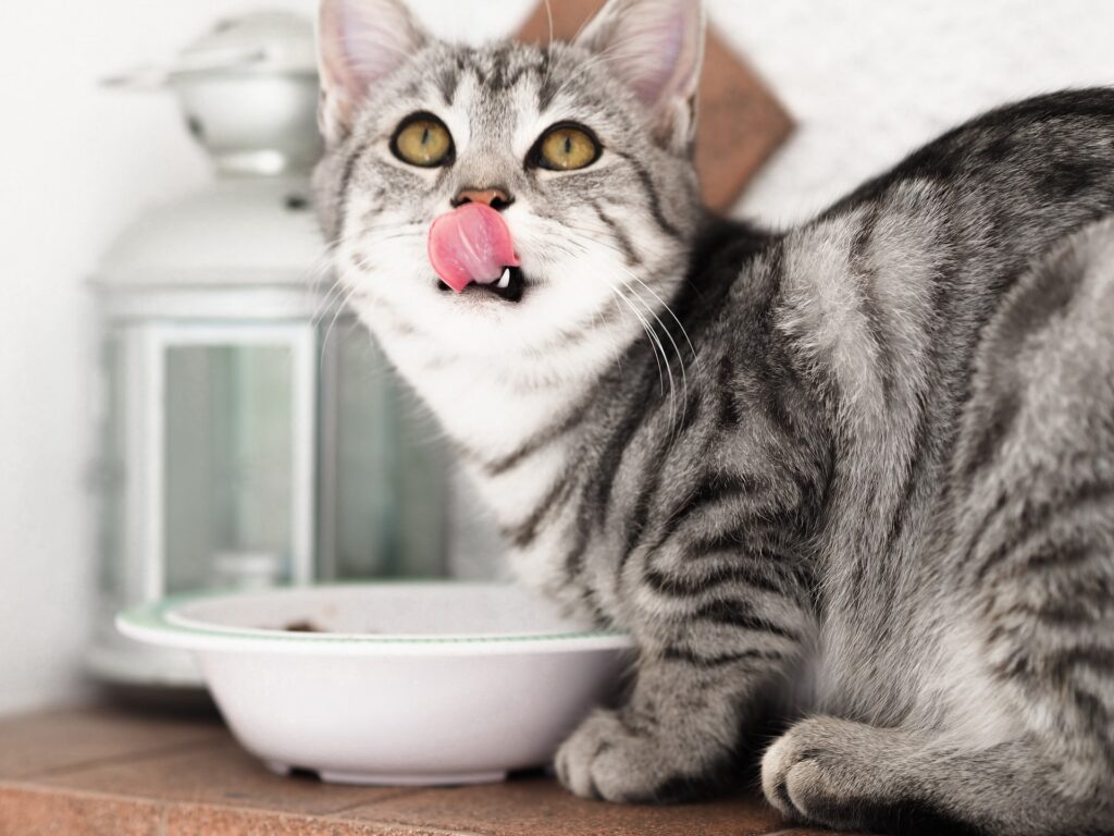 ranking comida para gatos