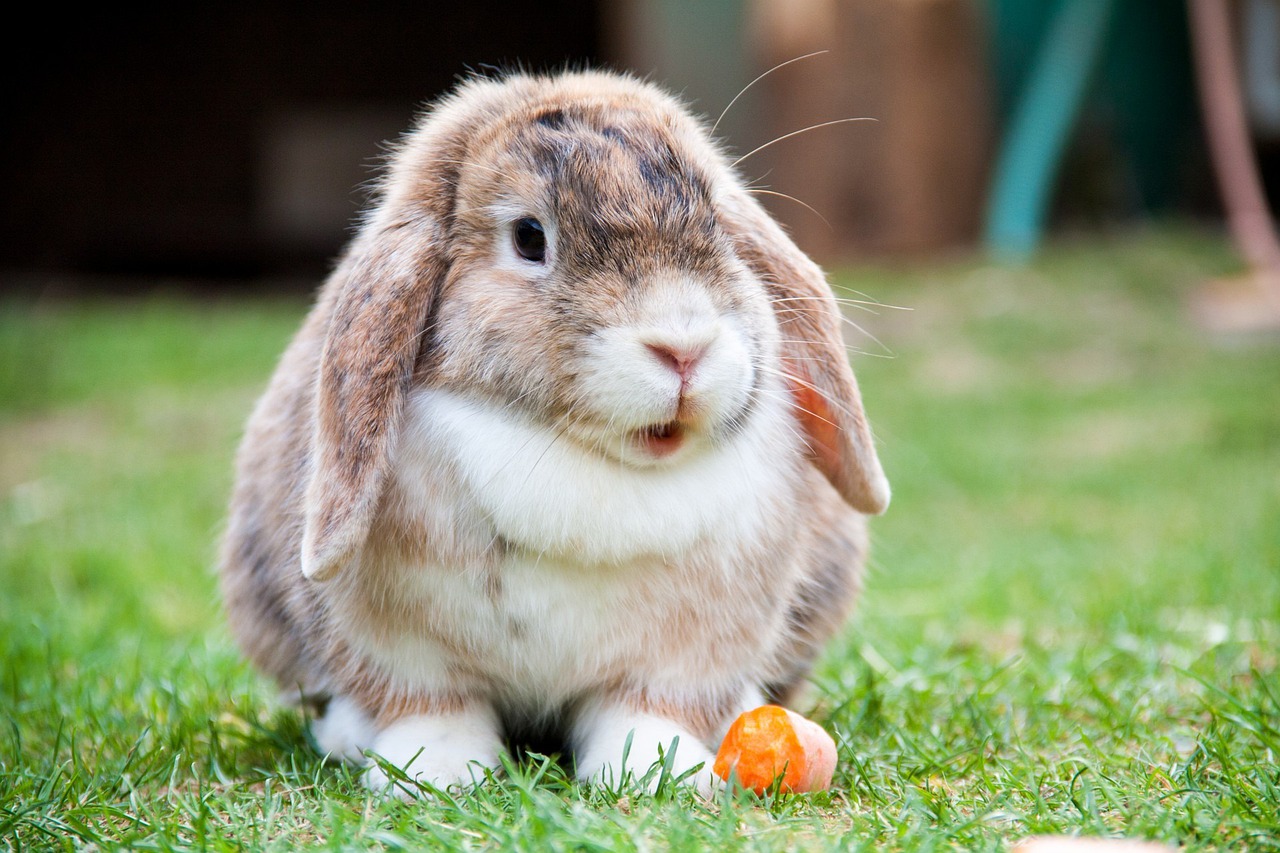 ¿qué Deben Comer Los Conejos Domésticos Para Tu Mascotaemk 7540