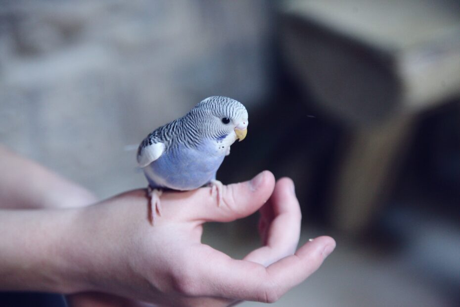 jaulas para aves