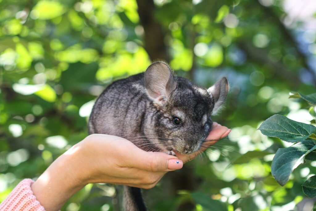 animales faciles de cuidar para niños