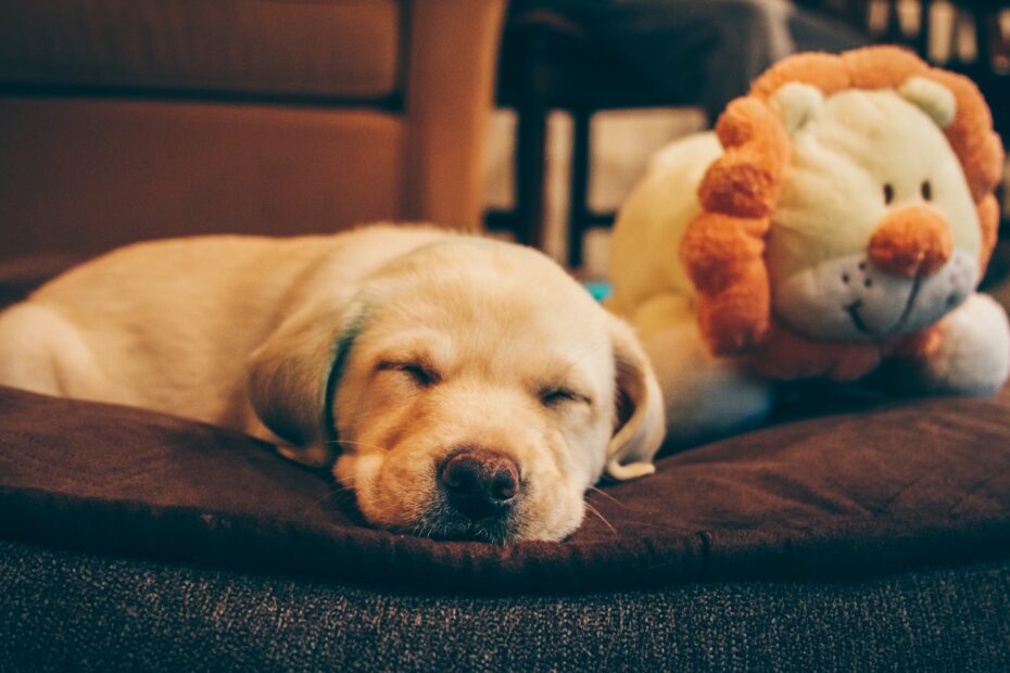 camas relajantes para perros