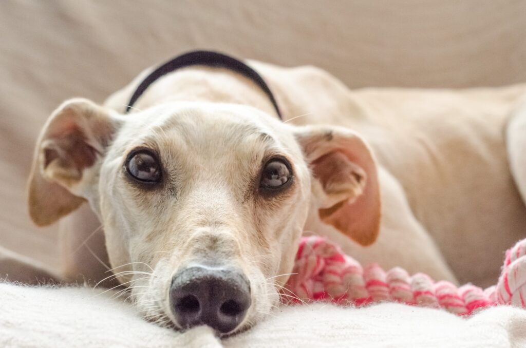 alimento para perros de razas grandes