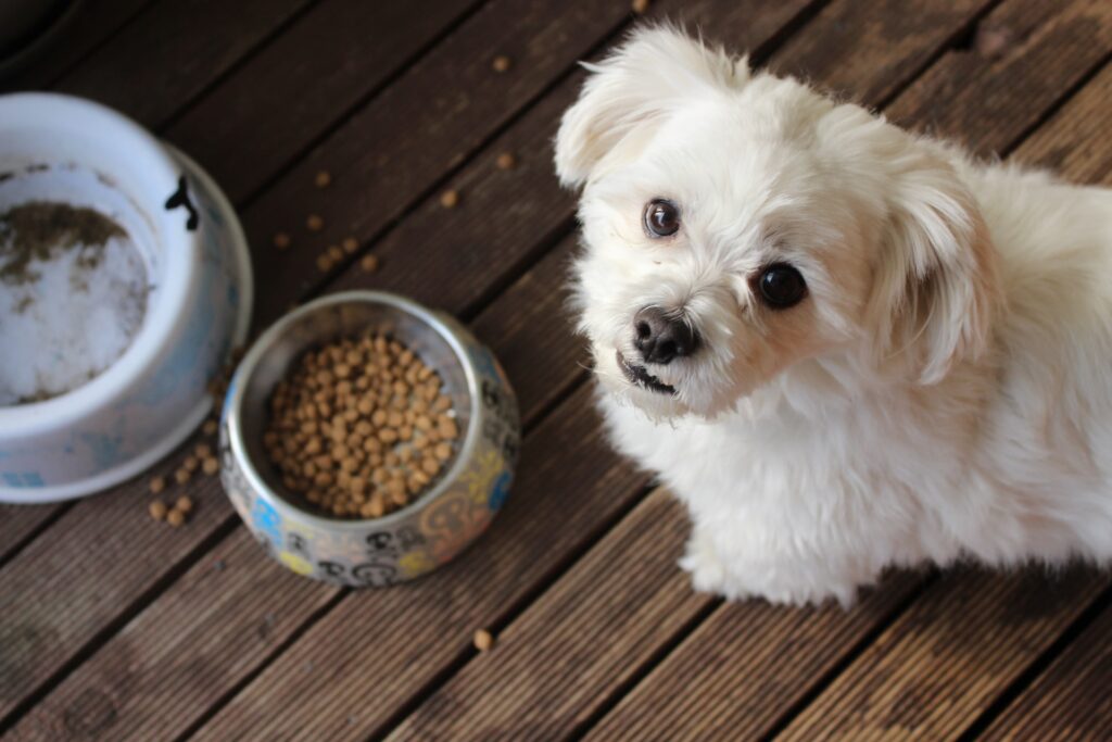 cambio de marca de comida para perros