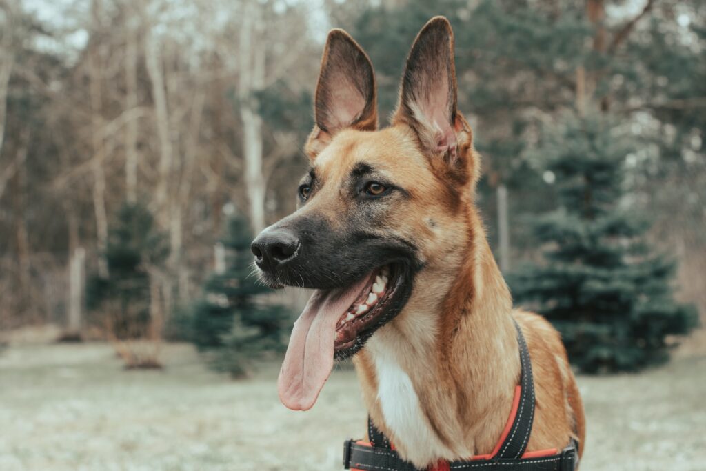 Alimentos para perros de razas gigantes