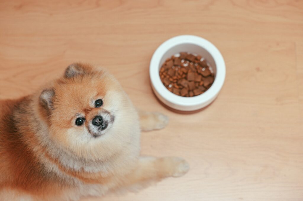 cambio de marca de comida para perros