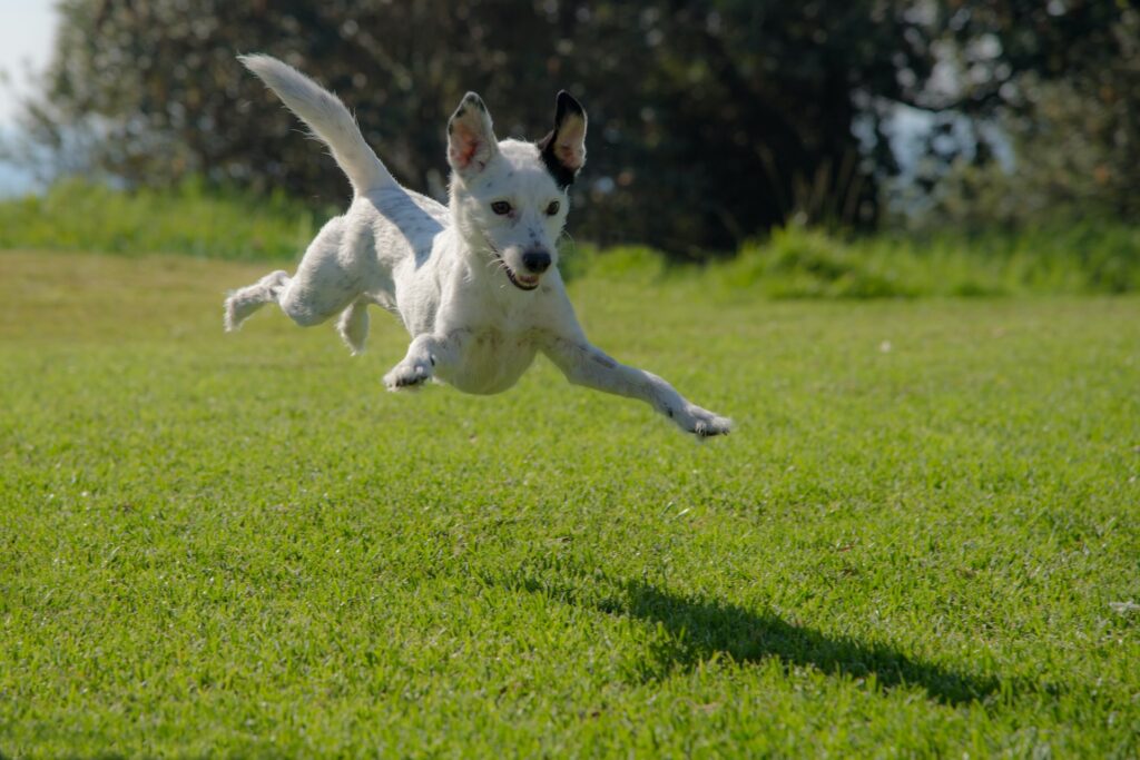 ansiedad en mi perro