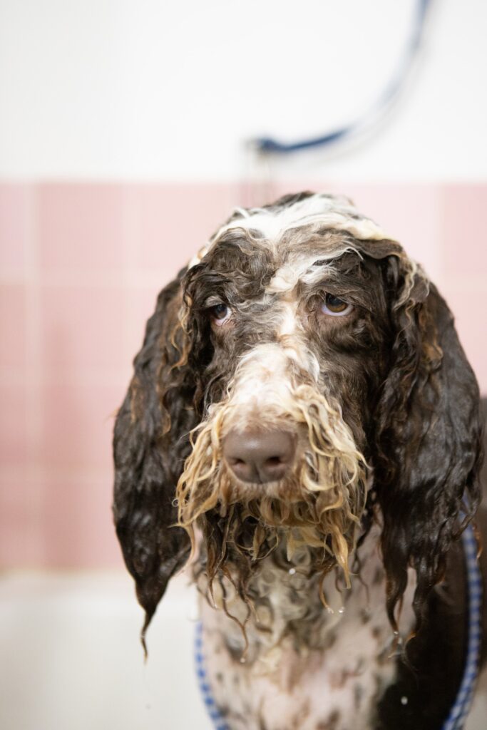 bañar a tu perro