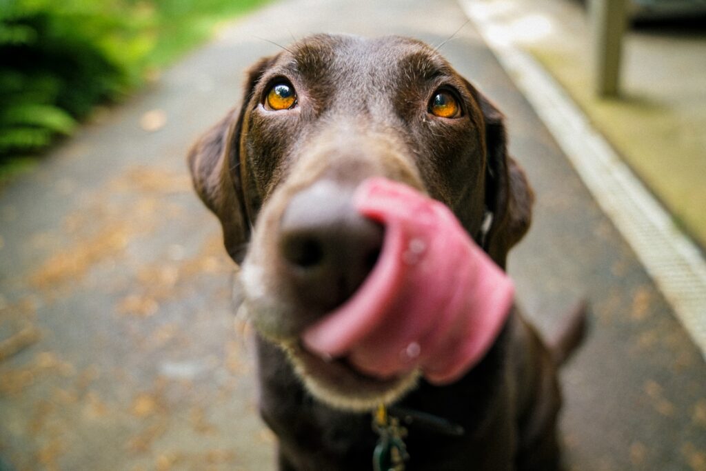 comida para perros barf