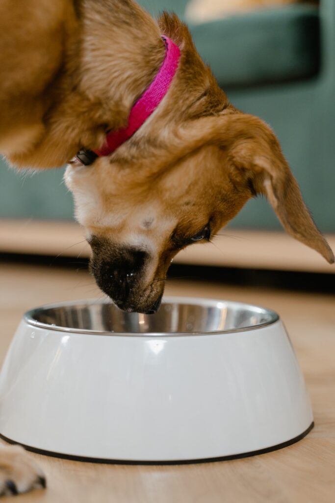 cocina para perros