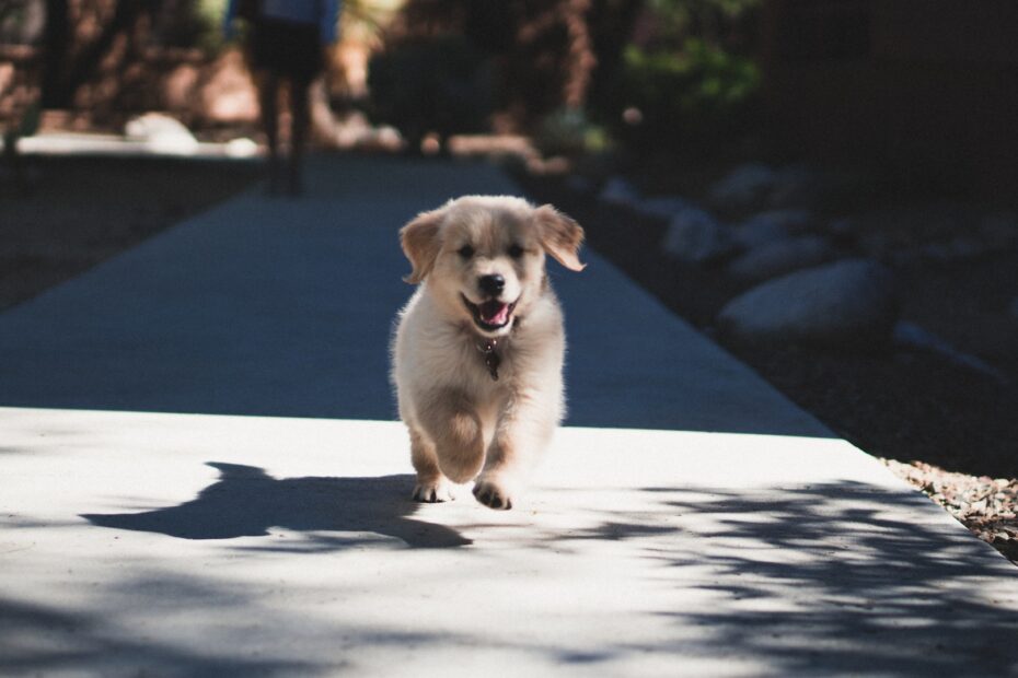 Taste of the Wild High Prairie Puppy