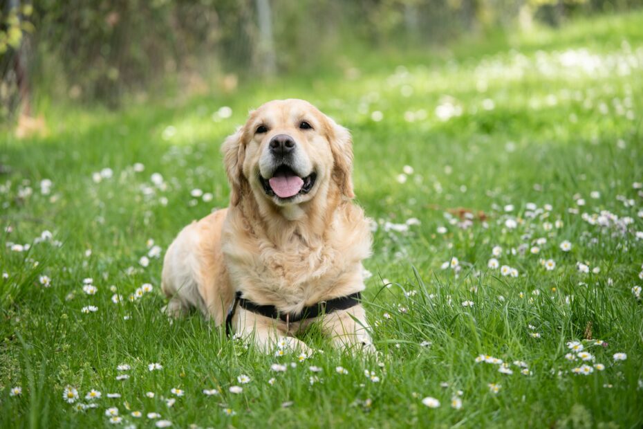 Alimento para tu Labrador