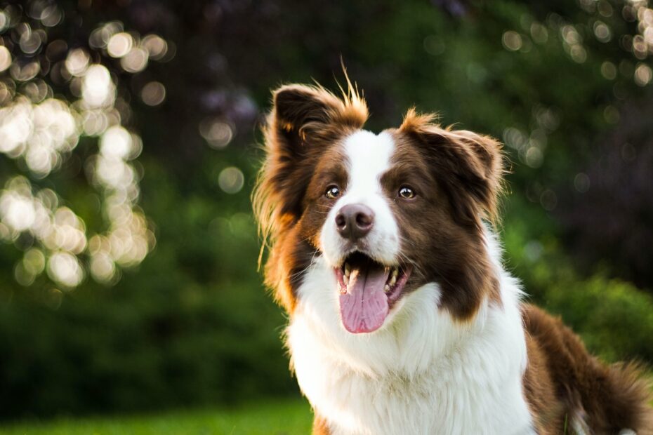 Alimento para tu Border Collie