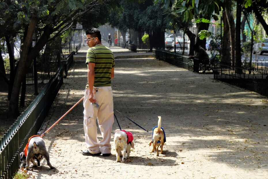 Restaurantes pet friendly en la condesa