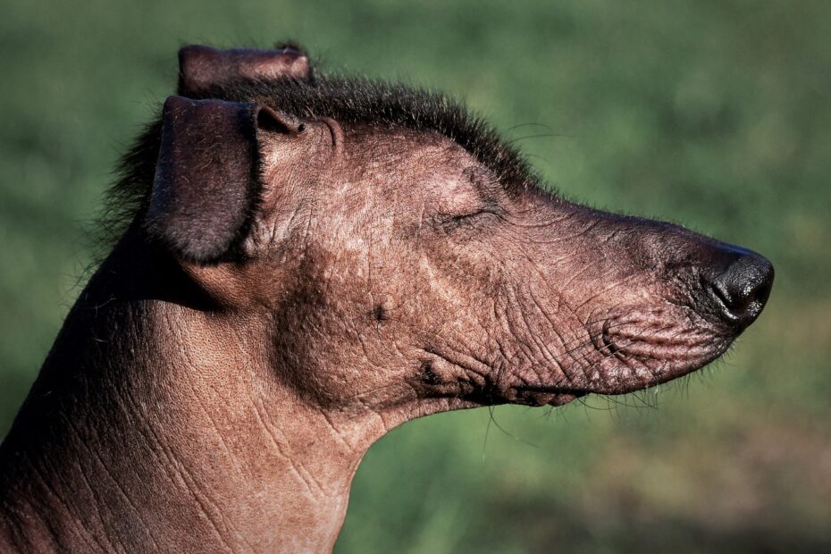 alimento para Xoloitzcuintle