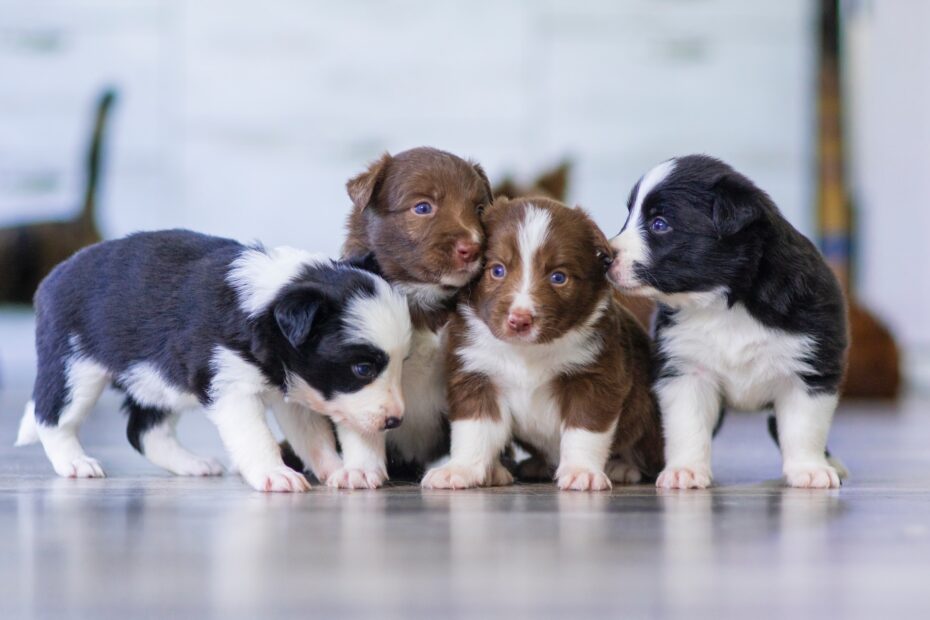 Taste of the Wild Pacific Stream Puppy