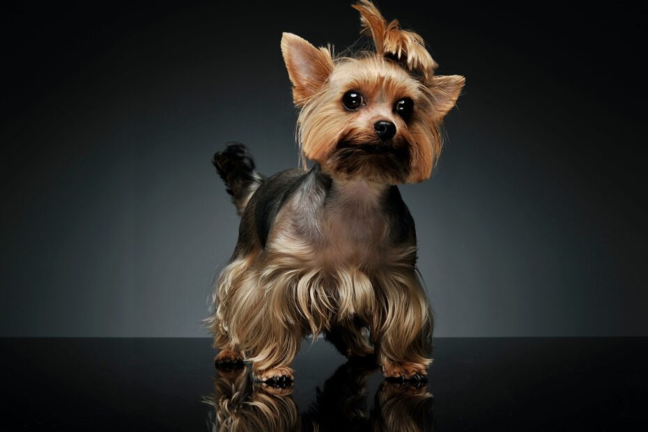 Alimento para Yorkshire Terriers