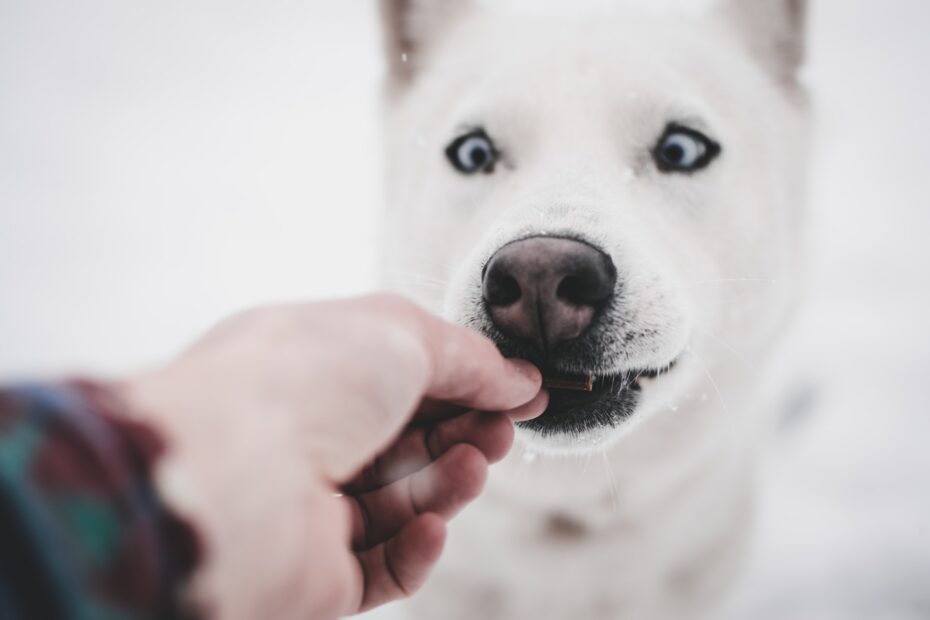 Taste of the Wild High Praire Canine