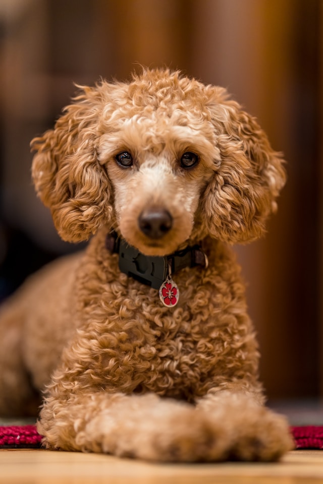 alimento para poodle cachorro