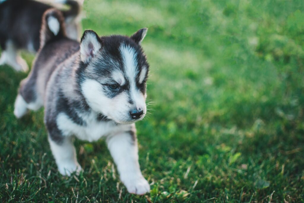 husky siberiano precio