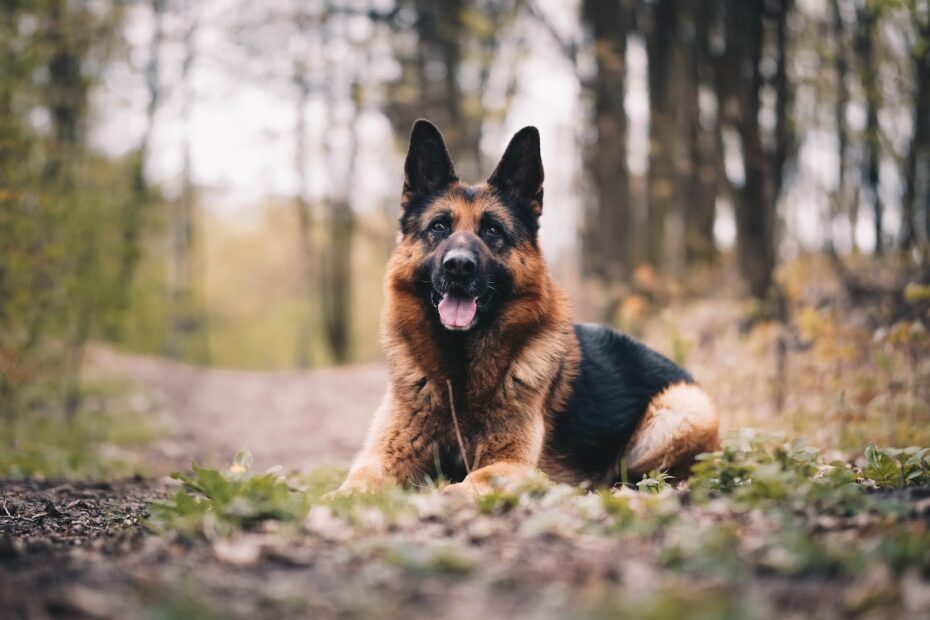 como son los perros pastor alemán