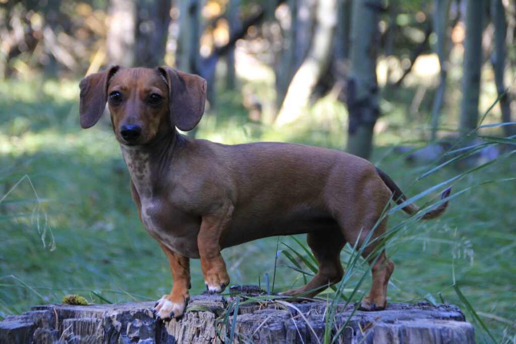 alimento para perro salchicha