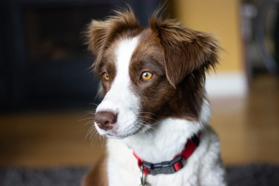 Comida Casera para Border Collie