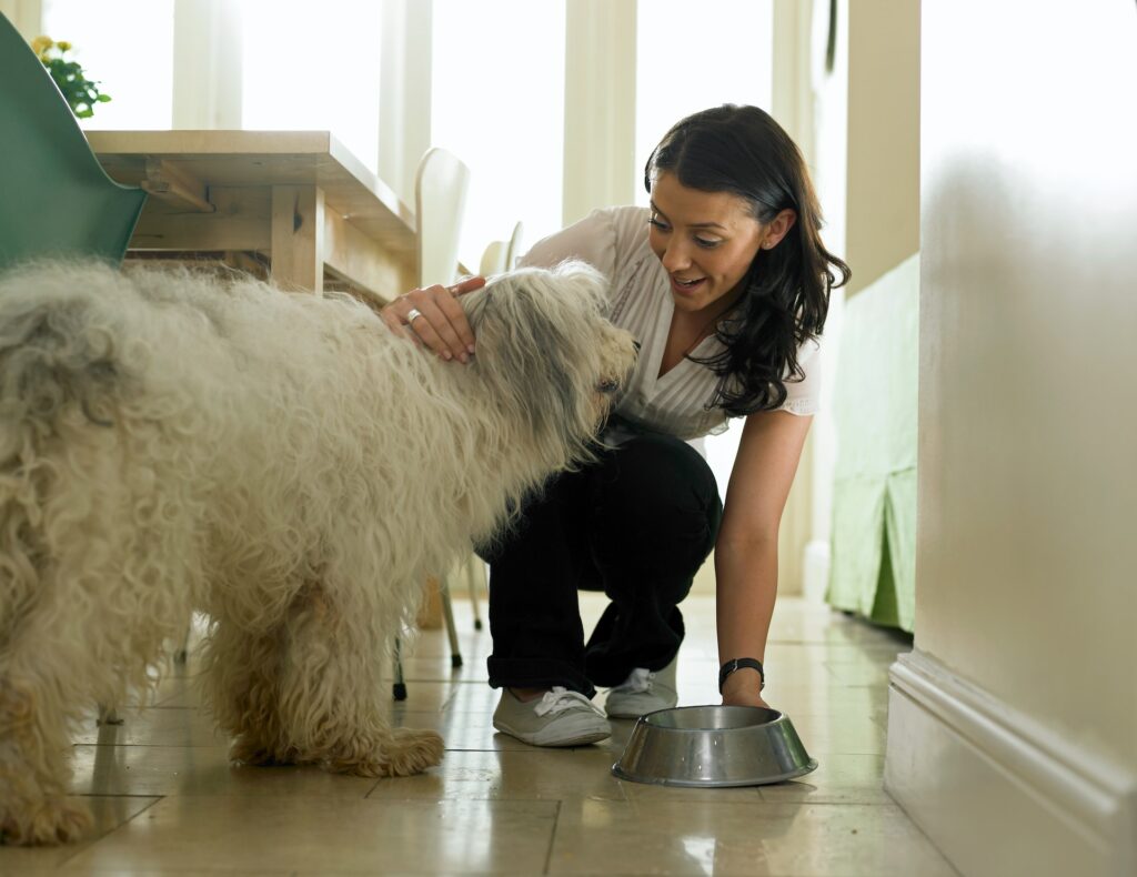 como elegir alimento para perro