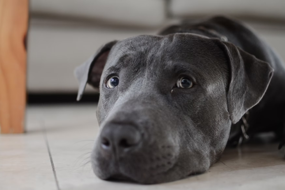 pueden comer lentejas los perros