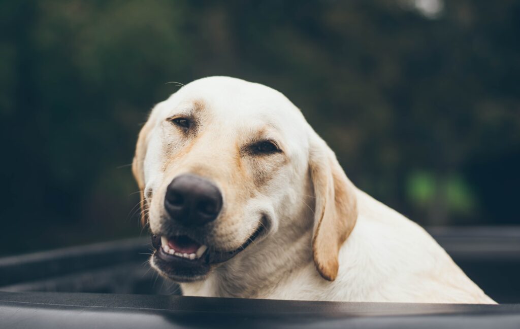 croquetas para perro marcas mexicanas