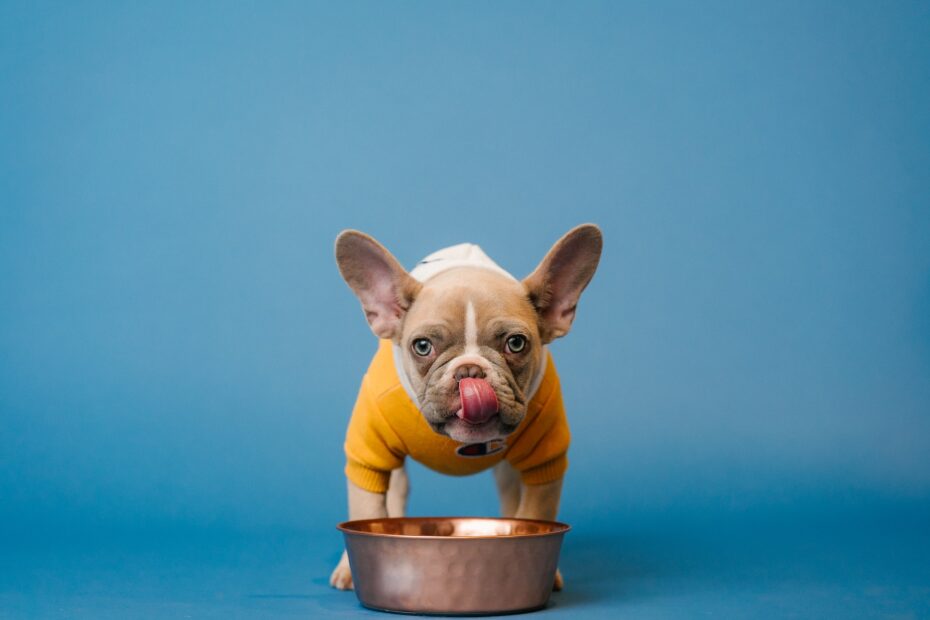 los perros pueden comer higado de pollo