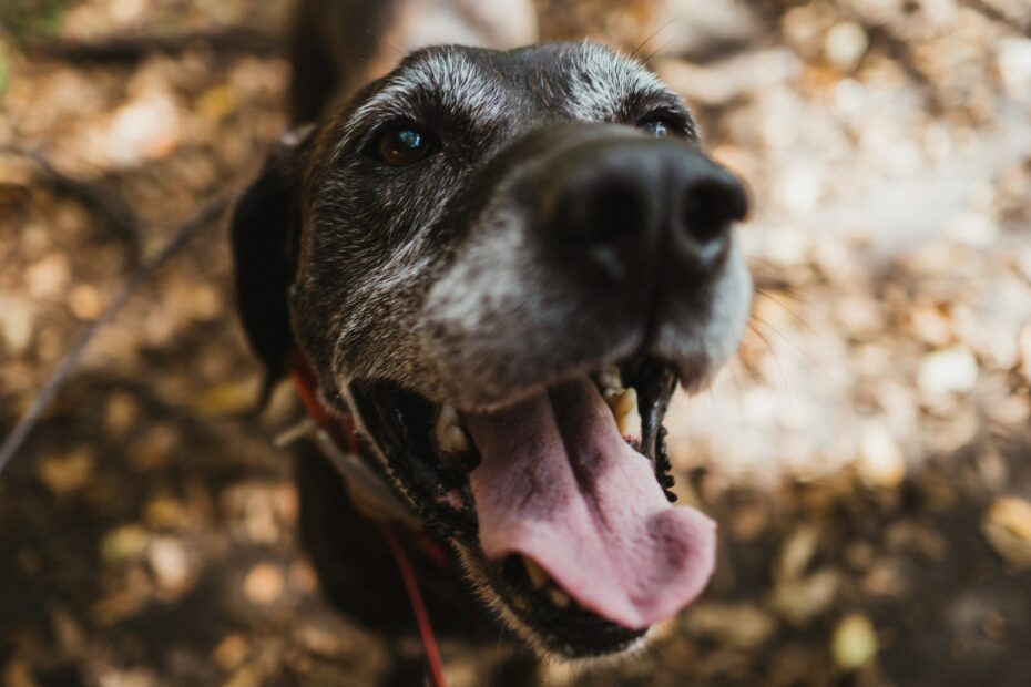 alimento para perro sin sal