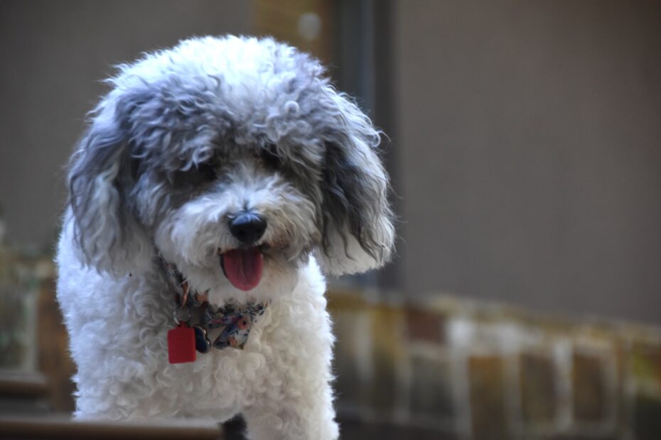 Comida Casera para French Poodle