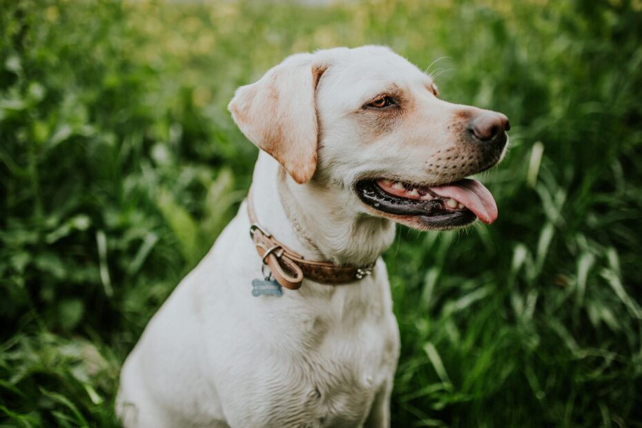 alimento para perro a base de bisonte