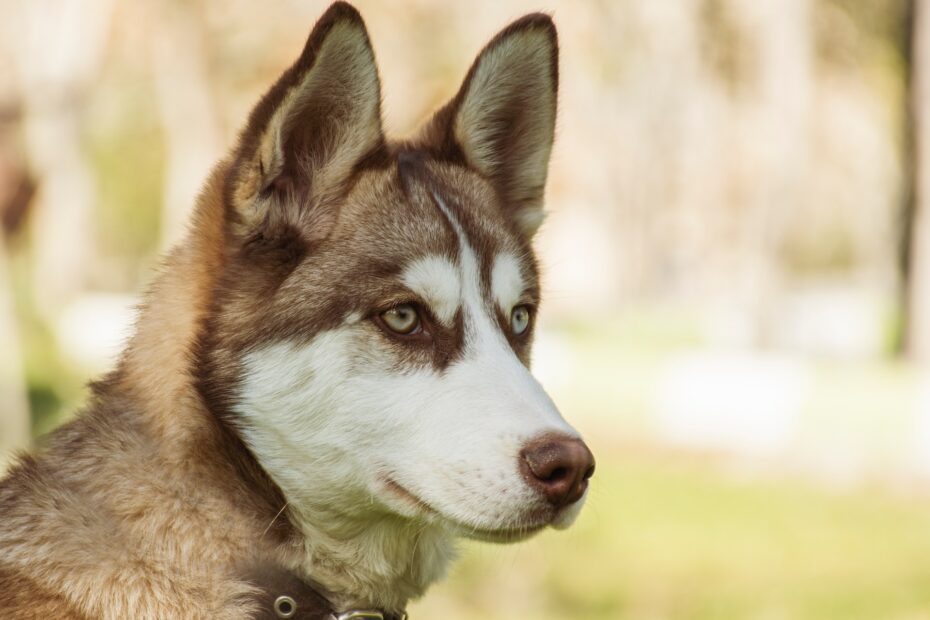 cuidados basicos del husky