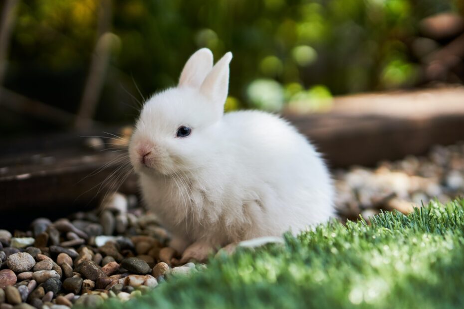 adoptar conejo