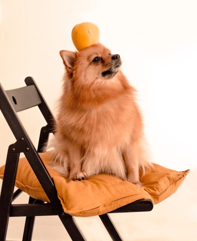 perros pueden comer semillas de mandarina