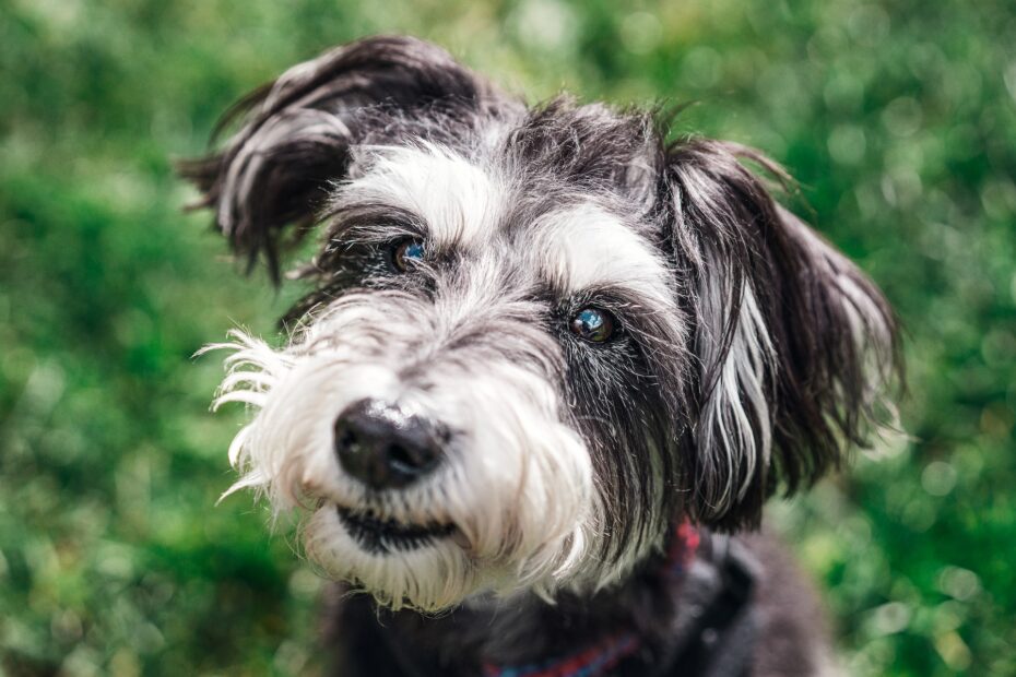 Comida Casera para Schnauzer