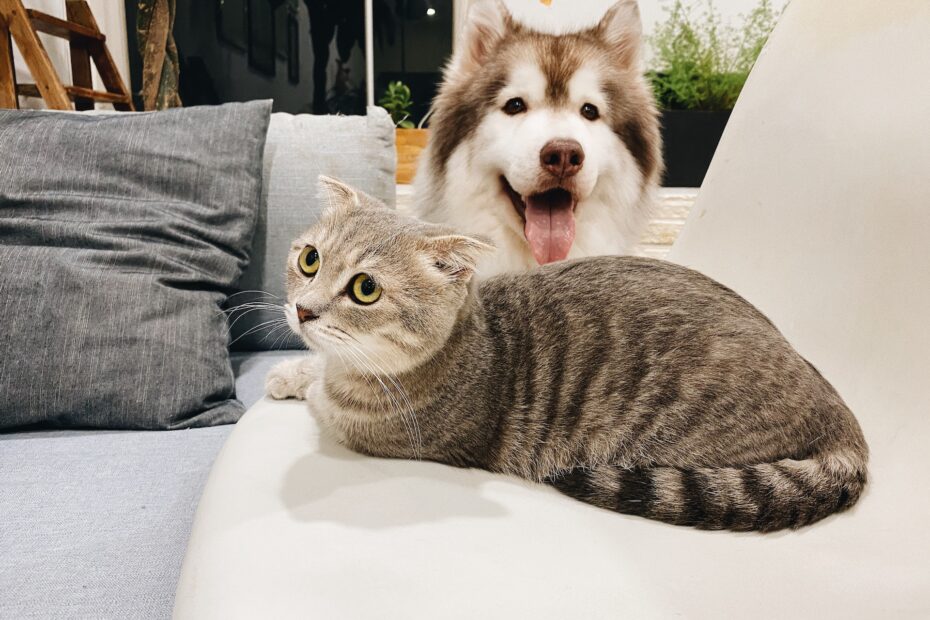 Los perros pueden comer comida para gatos