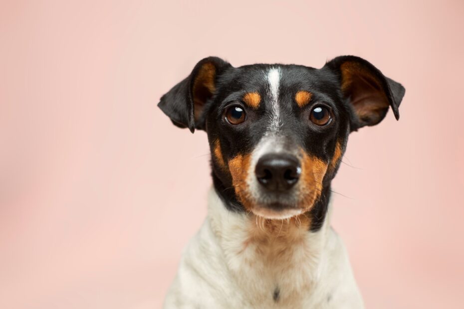 Los perros pueden comer manzanas