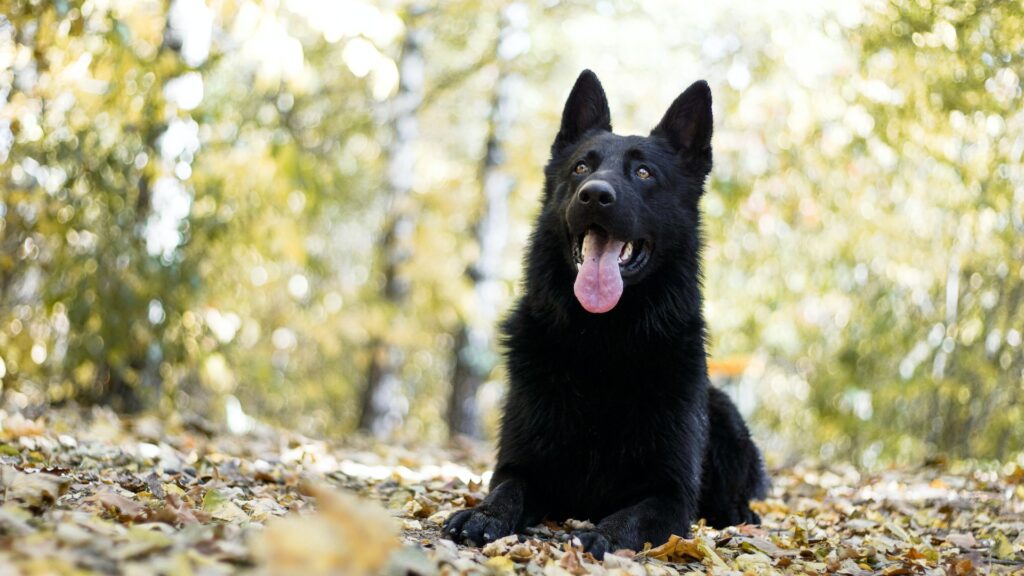 Revisión de comida para perros Blue Buffalo