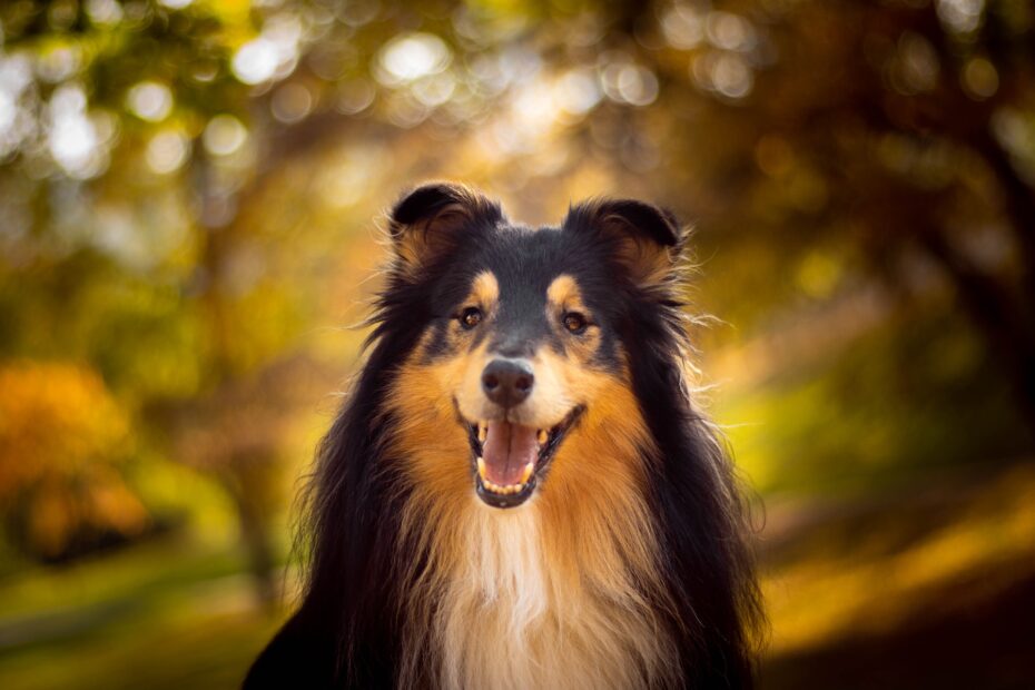 golosinas para perros