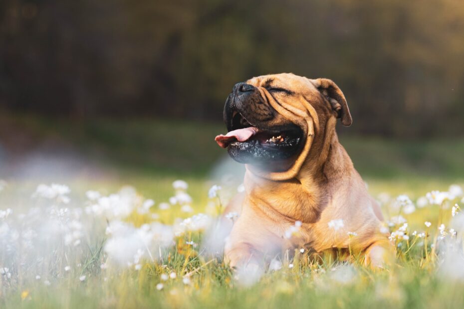 La mejor comida para perros rica en proteínas