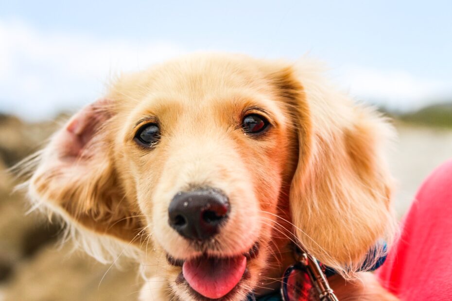 cuanto alimento debe comer mi perro