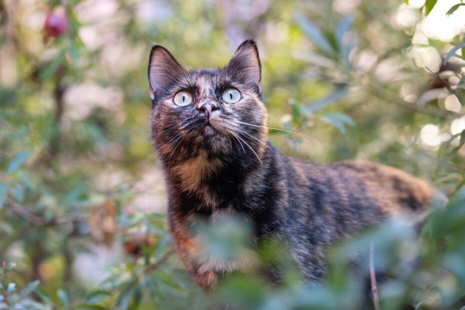 como ahuyentar gatos